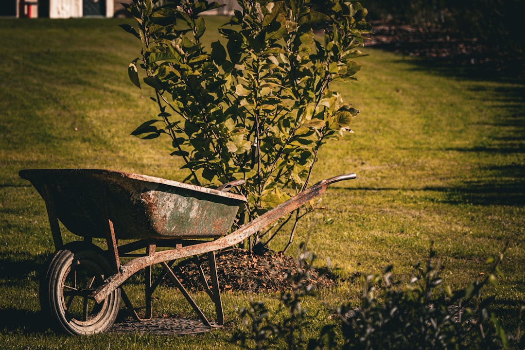 portfolio-05 An old, rusted wheelbarrow rests on a sunlit lawn beside a young shrub, embodying the quiet pause of a day’s gardening work. The warm light and worn textures evoke a timeless connection to the rhythms of outdoor labor and care.